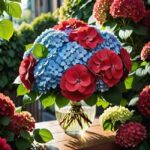 Czerwona hortensja bukietowa zimowanie